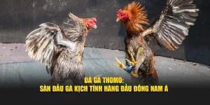 Đá gà thomo tại debet sàn đấu số 1 đông nam á