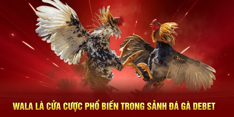 Wala là cửa cược phổ biến trong sảnh đá gà Debet